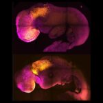 Compare laboratory mouse embryos and real ones: their brains and hearts are indistinguishable