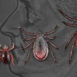 New vaccine against tick-borne borreliosis should correct the mistakes of the 90s