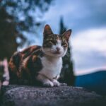 Pot pisicile să vadă cu adevărat în întuneric?