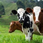 The first cloned cow became pregnant in Russia