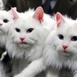 Sunt animale clonate în Rusia
