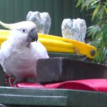Scientists: cockatoo entered the "arms race" with people