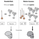 Homo Sapiens „porazil“ neandrtálce jedinou aminokyselinou