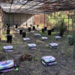 Криміналісти провели найбільший експеримент з розкладання трупів у валізах.