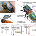 Engineers have created a cyborg cockroach to explore the environment
