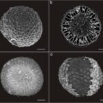 The oldest 3D fossil seaweed reveals the evolution of plants