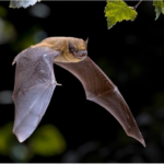 Is it true that humans contracted the coronavirus from a bat? Scientists don't think so.