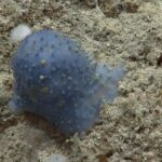 "اللزوجة الزرقاء" الغامضة في قاع البحر تحير العلماء