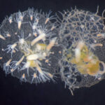 Strange sea creatures in the depths of the ocean turned out to be similar to humans