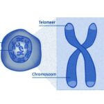 Fizicienii au reușit să „desfacă” telomerii: cum va afecta acest lucru longevitatea și tratamentul cancerului
