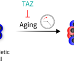 Found a protein that protects the immune system from aging