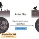 The Nobel Prize was awarded for the study of the Neanderthal genome and the discovery of the Denisovan