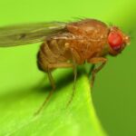 Flies move their retinas instead of moving their eyes