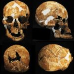 6,000-year-old dwarf skull confirms ancient Taiwanese legend