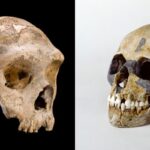 Dragostea, nu violența, a dus la dispariția oamenilor de Neanderthal