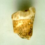 Neanderthals were carnivores, but preferred bone marrow instead of blood
