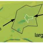 Physicists caught polaritons in a "quantum box"