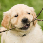 Pourquoi les chiens aiment-ils tant les bâtons ?