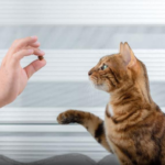 Why you need to train your cat and how to do it right