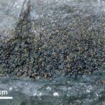 Trouvé des traces d'un méga-séisme qui a duré de plusieurs semaines à plusieurs mois