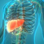 Surprising: the liver can function normally for more than 100 years