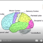 Forever young: what happens to the brain over time and how to stop its aging