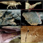 Ancient crocodile bites saved dinosaur skin from decay