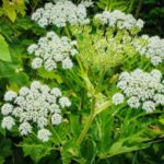 In Russia, hogweed will be used to create environmentally friendly batteries