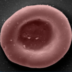 Blood was grown in a laboratory and injected into people for the first time: what happened to them