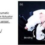 Le robot-doigt sensible mesure la force de résistance des pattes du scarabée