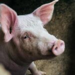Le cœur de porc transplanté chez l'homme s'est comporté comme une maladie