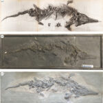 The skeleton of the first ever fossil ichthyosaur was recreated from casts