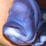 Fish that carry fry in their mouths eat some of them due to stress.