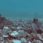 Lupta cu caracatiței, afișată pentru prima dată în videoclip