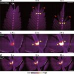 Flashes of fluorescence from a shy plant caught on video