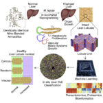 Leprosy bacteria restore and “rejuvenate” liver cells