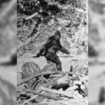 Bigfoot is real? The truth about the main "evidence" of the popular myth