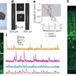 Tiny microscope sees through skull how brain cells work