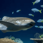 The shark preferred loneliness and asexual reproduction to two healthy males