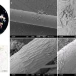Microplasticele din Marea Mediterană conțin până la 200 de tipuri de bacterii