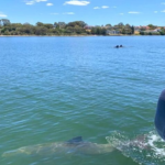 S-a dovedit că delfinii masculi formează o alianță pentru a se împerechea