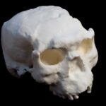 A uniquely preserved human skull has lain in the Earth for about a million years
