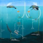 Fight global warming proposed with the help of whales