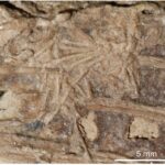 تم العثور على بقايا حيوان ثديي في "معدة" ديناصور لأول مرة