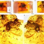 Ancient flower in amber turned out to be the largest in history: it grew 40 million years ago