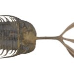 Fossil trilobites fought for females in "trident fights" 400 million years ago
