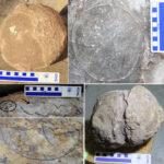 92 giant dinosaur egg nests found in India