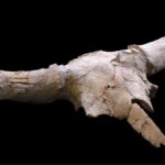 Neanderthals have collected a "trophy" collection of skulls of rhinos, bison and deer