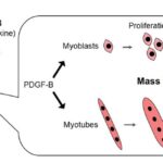 Found a protein that helps repair and build muscle