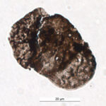 Ancient plant 'sunscreen' found in fossil pollen